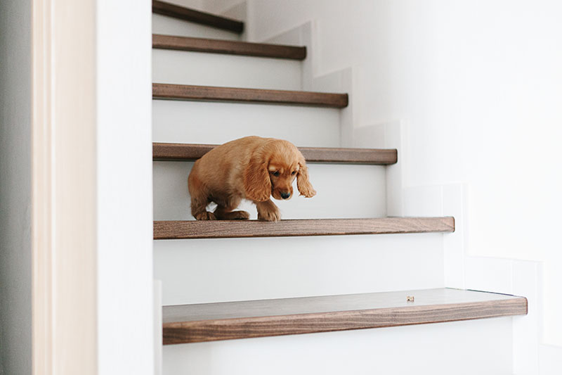chiot dans escalier