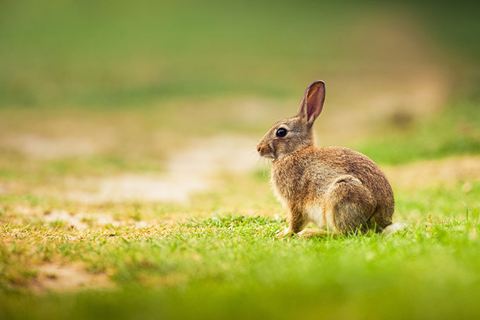 Le comportement des lapin est discret mais existe bien !