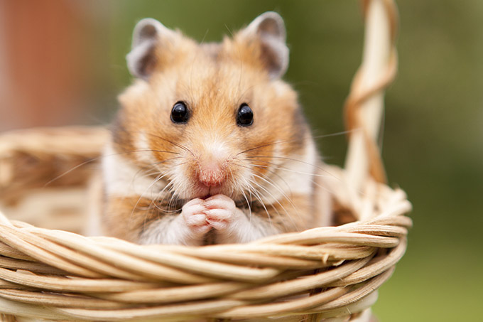 L'espérance de vie de nos petits hamsters est souvent très courte
