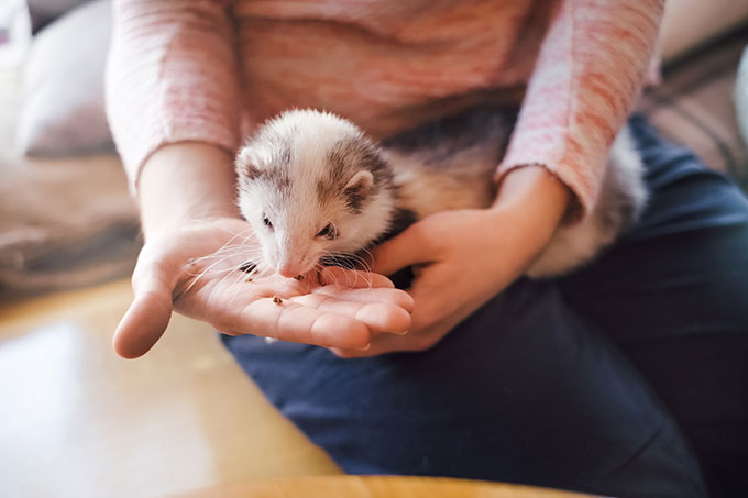 Un adorable furet qui mange dans la main de sa propriétaire.