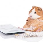 Un hamster souffrant d'un poids trop élevéé