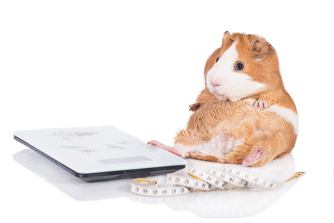 Un hamster souffrant d'un poids trop élevéé