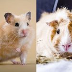 Hamster ou cochon d'inde : Lequel choisir ?