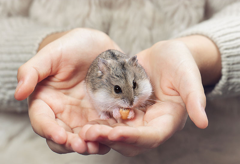 Un hamster russe dans une main