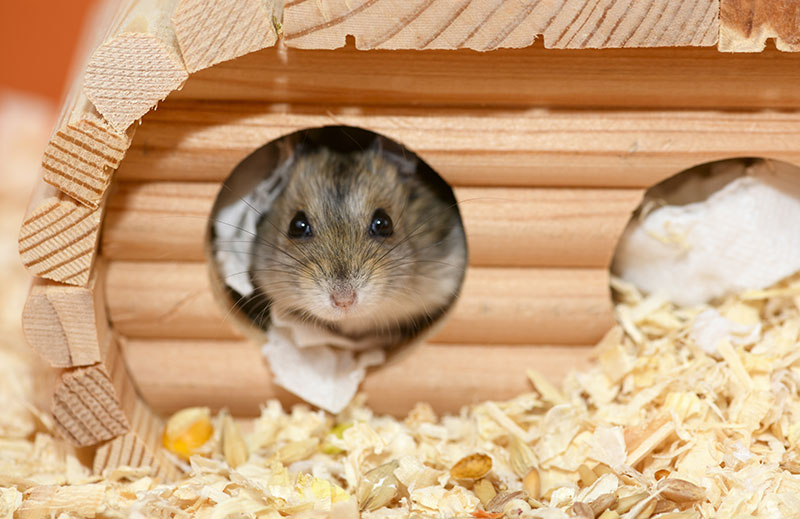 Un hamster russe dans sa cage
