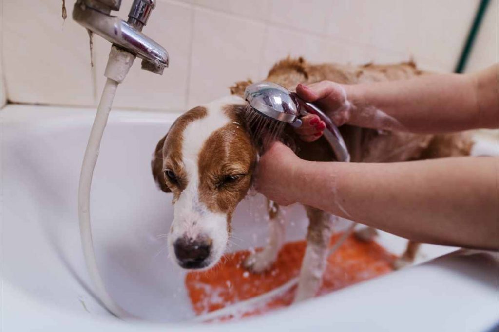 Lavage d'un chien dans une baignoire