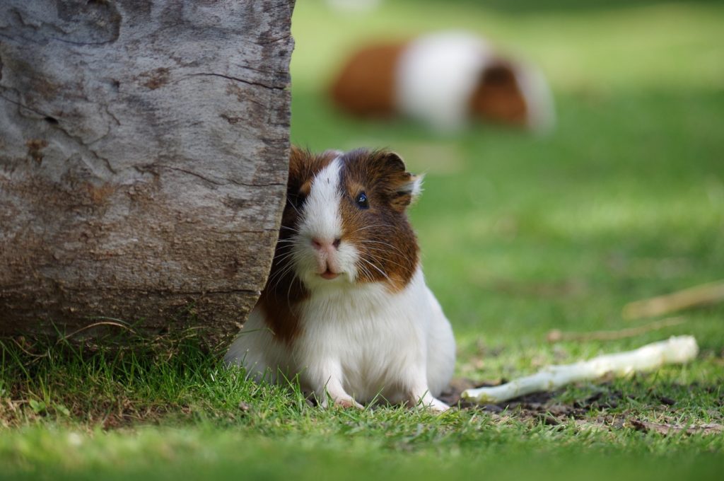 Un joli hamster dans un jardin