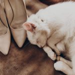 Un chat avec fourrure blanche dors à côté de chaussures