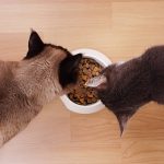vue en plongée de deux chats mangeant dans le même bol de croquette pour chats